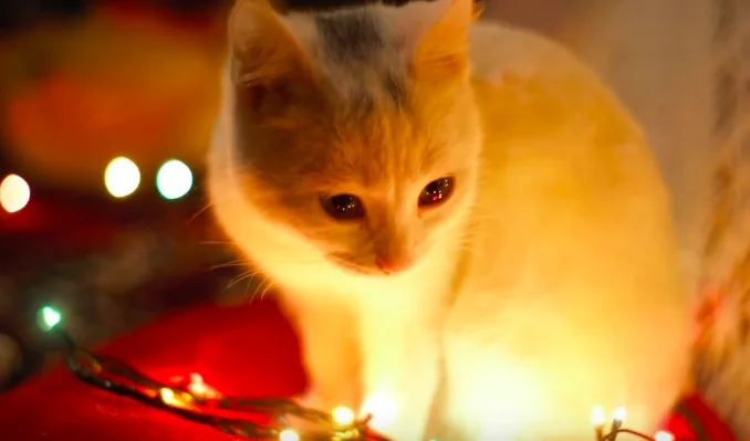 Gatti e sicurezza domestica